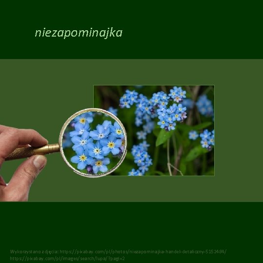 niezapominajka Wykorzystano zdjęcia: https: //pixabay. com/pl/photos/niezapominajka-handel-detaliczny-5152484/ https: //pixabay. com/pl/images/search/lupa/? pagi=2 