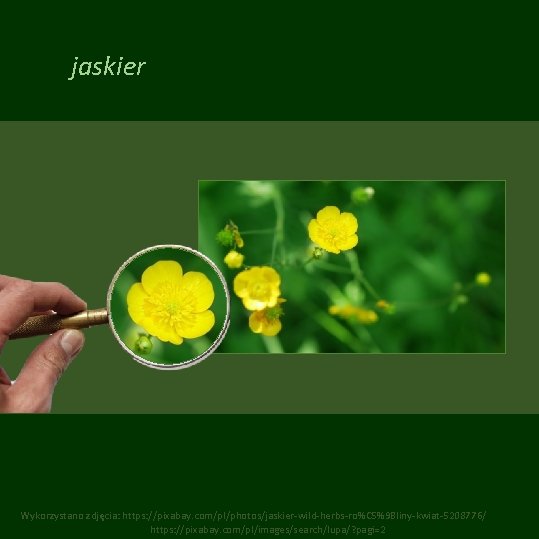 jaskier Wykorzystano zdjęcia: https: //pixabay. com/pl/photos/jaskier-wild-herbs-ro%C 5%9 Bliny-kwiat-5208776/ https: //pixabay. com/pl/images/search/lupa/? pagi=2 