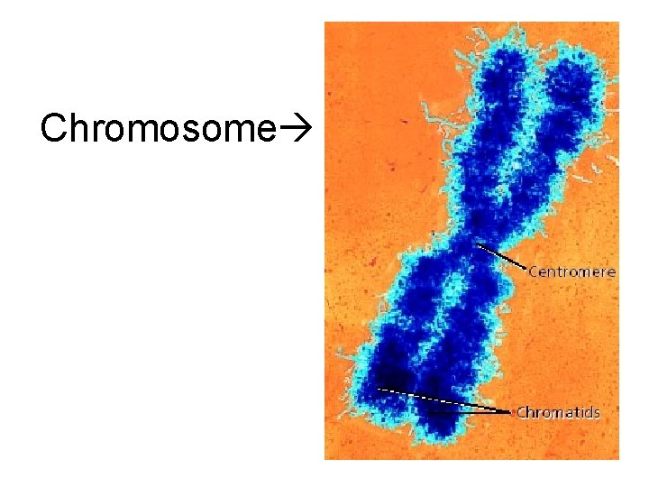 Chromosome 