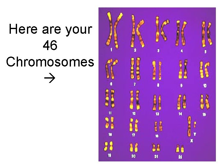 Here are your 46 Chromosomes 