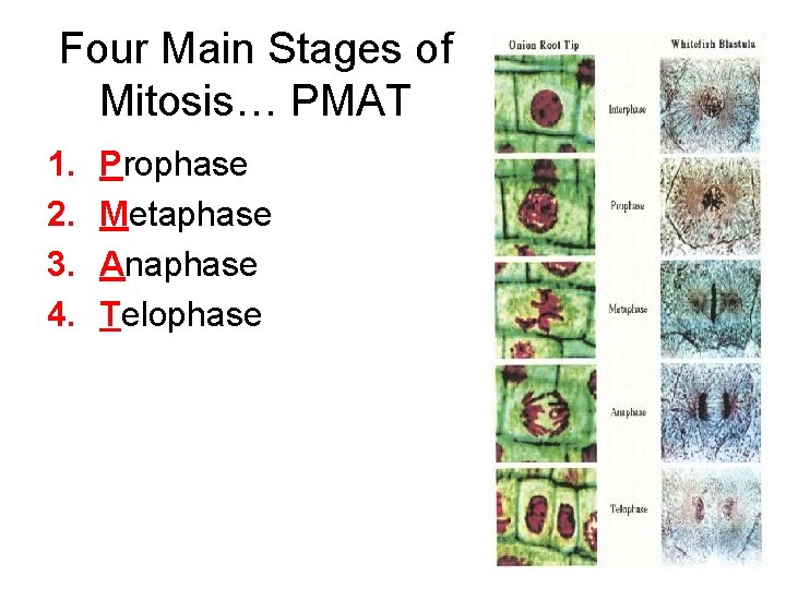 Four Main Stages of Mitosis… PMAT 1. 2. 3. 4. Prophase Metaphase Anaphase Telophase