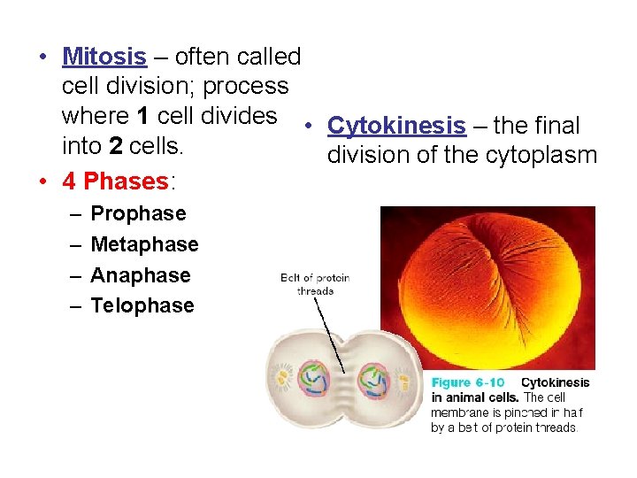  • Mitosis – often called cell division; process where 1 cell divides •