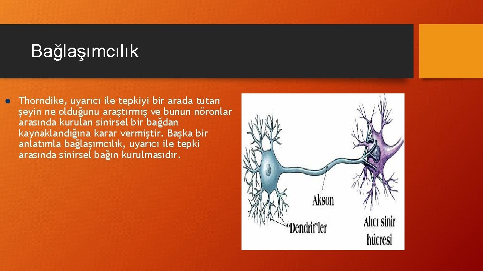 Bağlaşımcılık l Thorndike, uyarıcı ile tepkiyi bir arada tutan şeyin ne olduğunu araştırmış ve