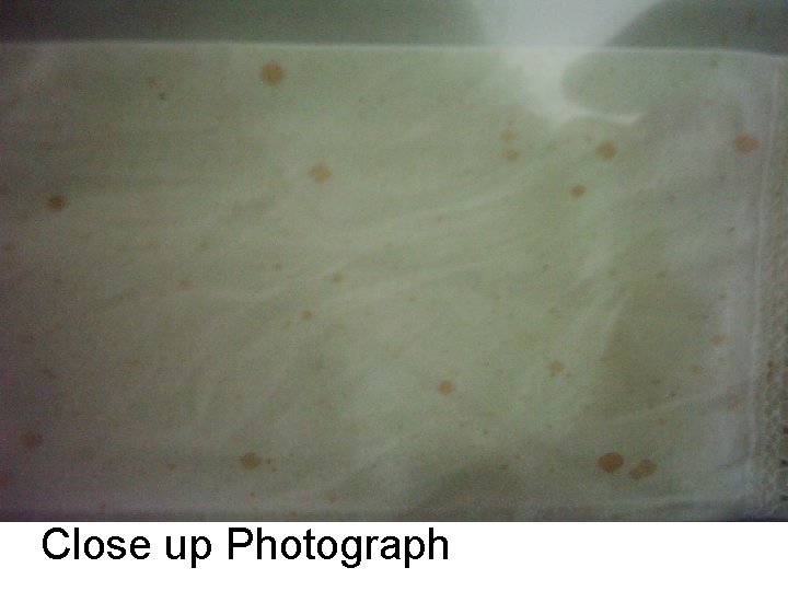 Close up Photograph 