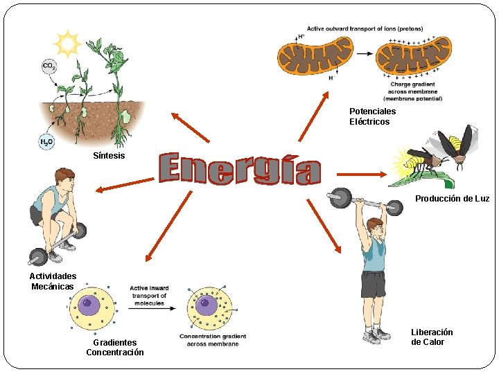 Potenciales Eléctricos Síntesis Producción de Luz Actividades Mecánicas Gradientes Concentración Liberación de Calor 