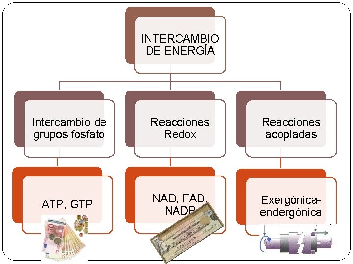 INTERCAMBIO DE ENERGÍA Intercambio de grupos fosfato Reacciones Redox Reacciones acopladas ATP, GTP NAD,