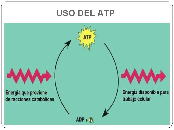 USO DEL ATP 