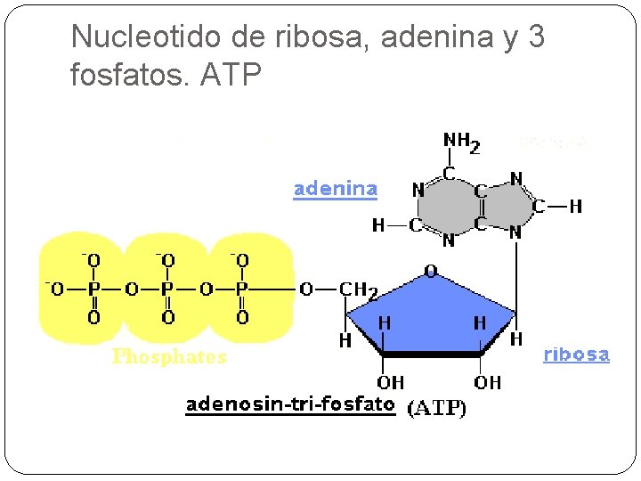 Nucleotido de ribosa, adenina y 3 fosfatos. ATP 