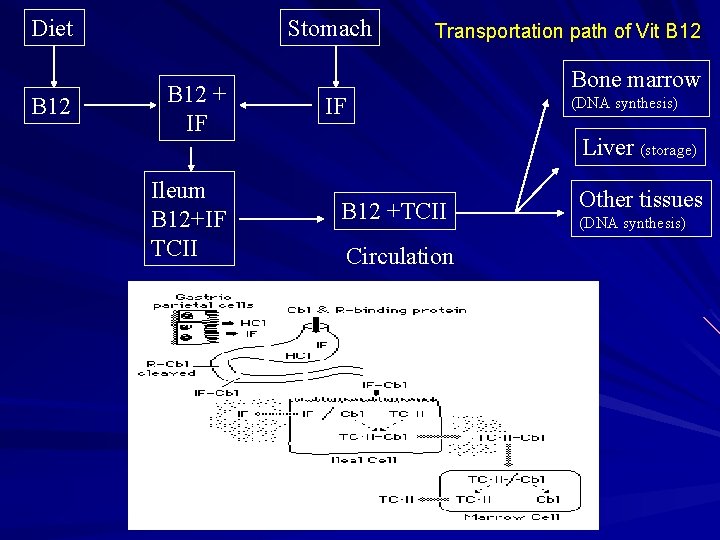 Diet B 12 Stomach B 12 + IF Ileum B 12+IF TCII Transportation path