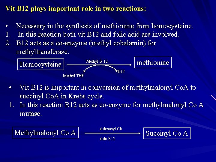 Vit B 12 plays important role in two reactions: • Necessary in the synthesis