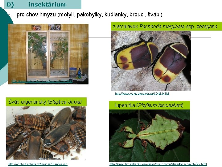 D) - insektárium pro chov hmyzu (motýli, pakobylky, kudlanky, brouci, švábi) zlatohlávek Pachnoda marginata