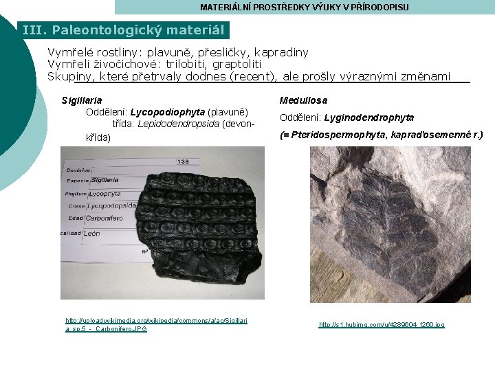 MATERIÁLNÍ PROSTŘEDKY VÝUKY V PŘÍRODOPISU III. Paleontologický materiál Vymřelé rostliny: plavuně, přesličky, kapradiny Vymřelí