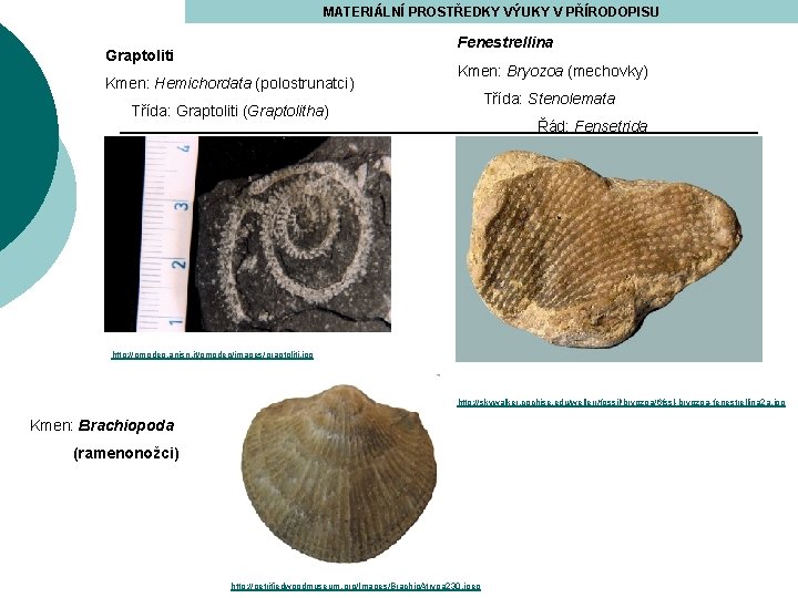 MATERIÁLNÍ PROSTŘEDKY VÝUKY V PŘÍRODOPISU Fenestrellina Graptoliti Kmen: Hemichordata (polostrunatci) Kmen: Bryozoa (mechovky) Třída: