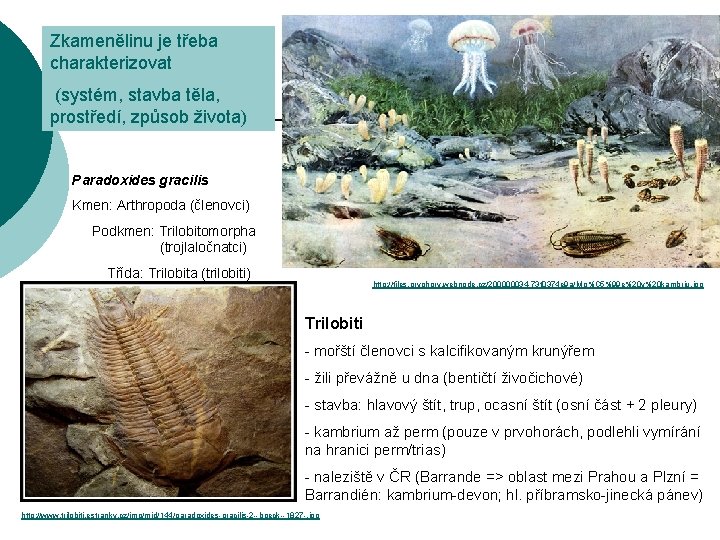 Zkamenělinu je třeba charakterizovat (systém, stavba těla, prostředí, způsob života) Paradoxides gracilis Kmen: Arthropoda