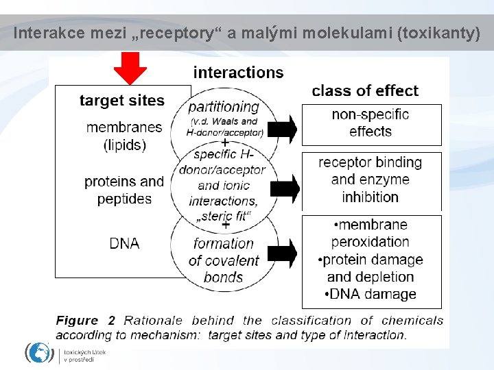 Interakce mezi „receptory“ a malými molekulami (toxikanty) 