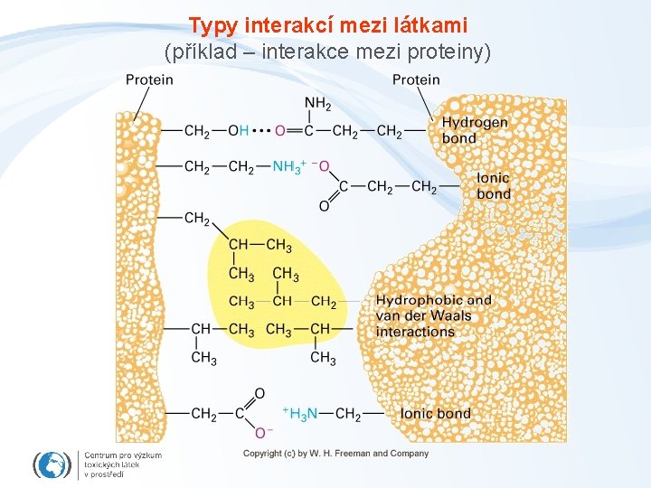 Typy interakcí mezi látkami (příklad – interakce mezi proteiny) 
