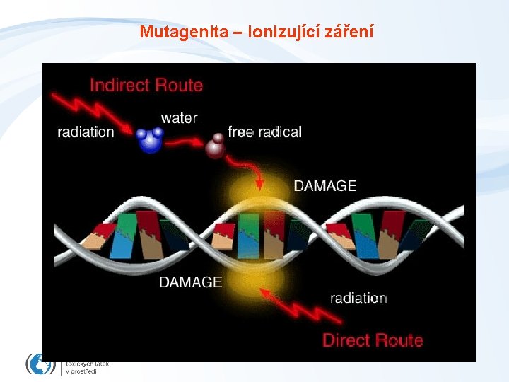 Mutagenita – ionizující záření 