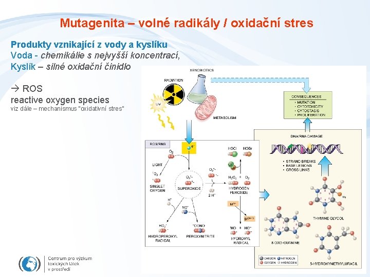 Mutagenita – volné radikály / oxidační stres Produkty vznikající z vody a kyslíku Voda