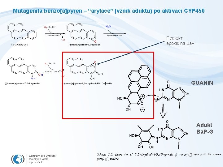 Mutagenita benzo[a]pyren – “arylace” (vznik aduktu) po aktivaci CYP 450 Reaktivní epoxid na Ba.