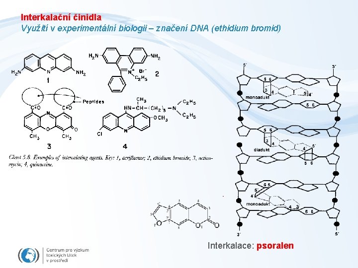 Interkalační činidla Využití v experimentální biologii – značení DNA (ethidium bromid) Interkalace: psoralen 