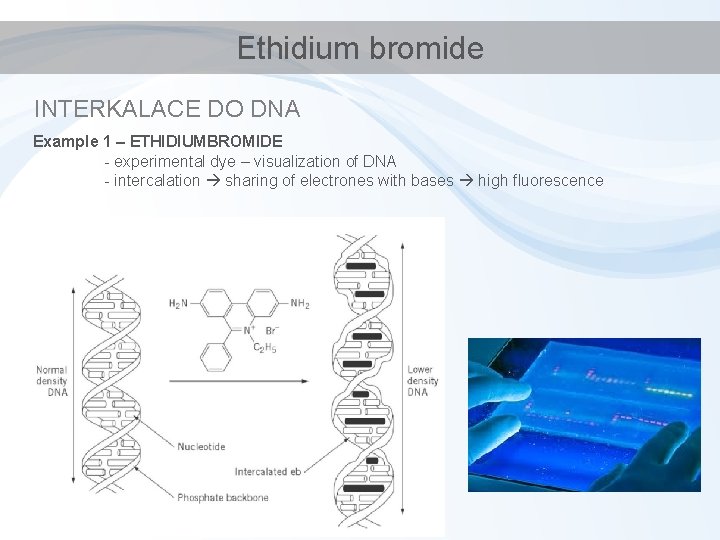 Ethidium bromide INTERKALACE DO DNA Example 1 – ETHIDIUMBROMIDE - experimental dye – visualization
