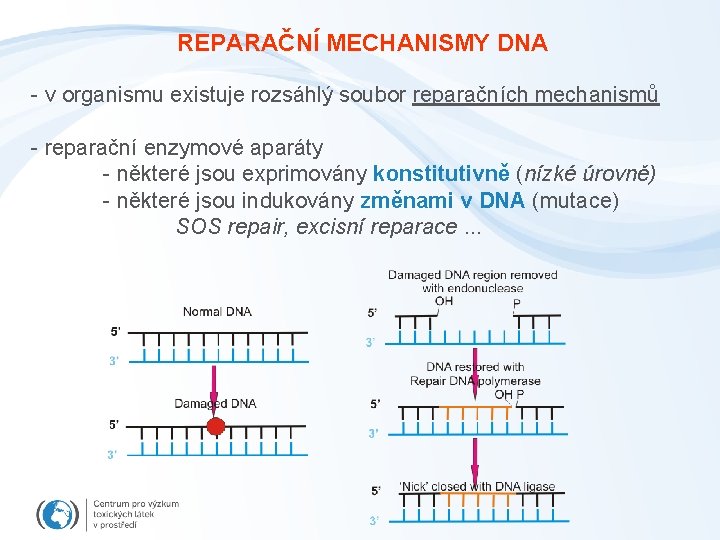 REPARAČNÍ MECHANISMY DNA - v organismu existuje rozsáhlý soubor reparačních mechanismů - reparační enzymové