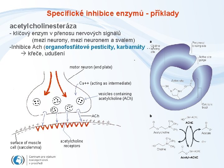 Specifické inhibice enzymů - příklady acetylcholinesteráza - klíčový enzym v přenosu nervových signálů (mezi