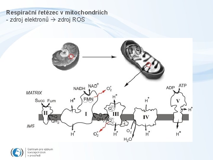 Respirační řetězec v mitochondriích - zdroj elektronů zdroj ROS 