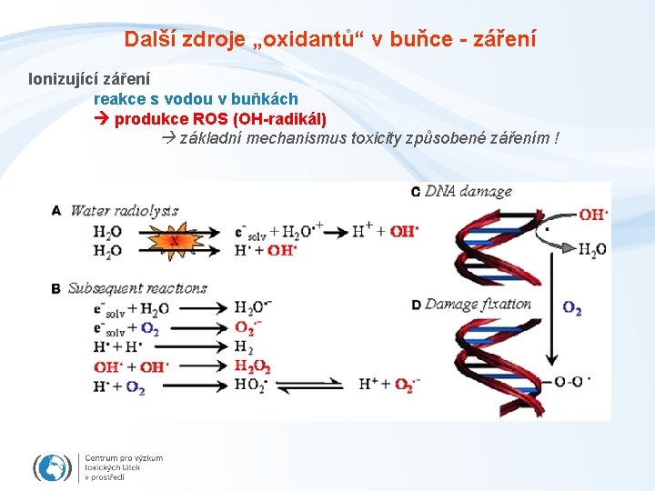 Další zdroje „oxidantů“ v buňce - záření Ionizující záření reakce s vodou v buňkách