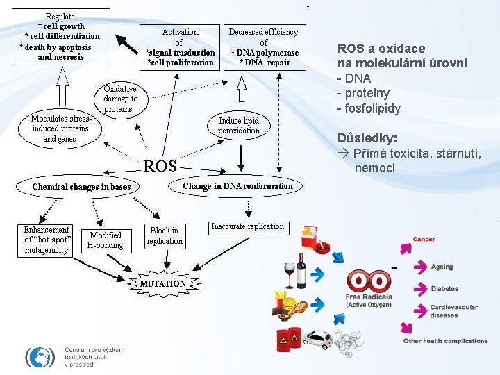 ROS a oxidace na molekulární úrovni - DNA - proteiny - fosfolipidy Důsledky: Přímá