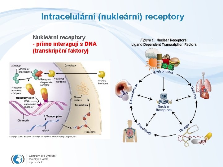 Intracelulární (nukleární) receptory Nukleární receptory - přímo interagují s DNA (transkripční faktory) 