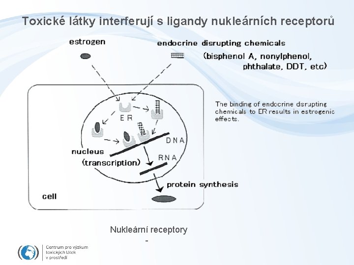 Toxické látky interferují s ligandy nukleárních receptorů Nukleární receptory - 