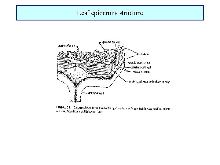 Leaf epidermis structure 