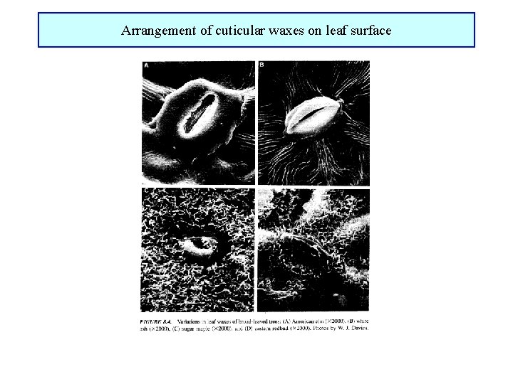 Arrangement of cuticular waxes on leaf surface 