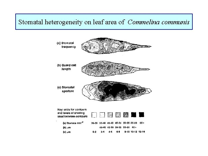 Stomatal heterogeneity on leaf area of Commelina communis 