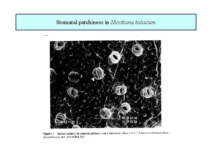 Stomatal patchiness in Nicotiana tabacum 