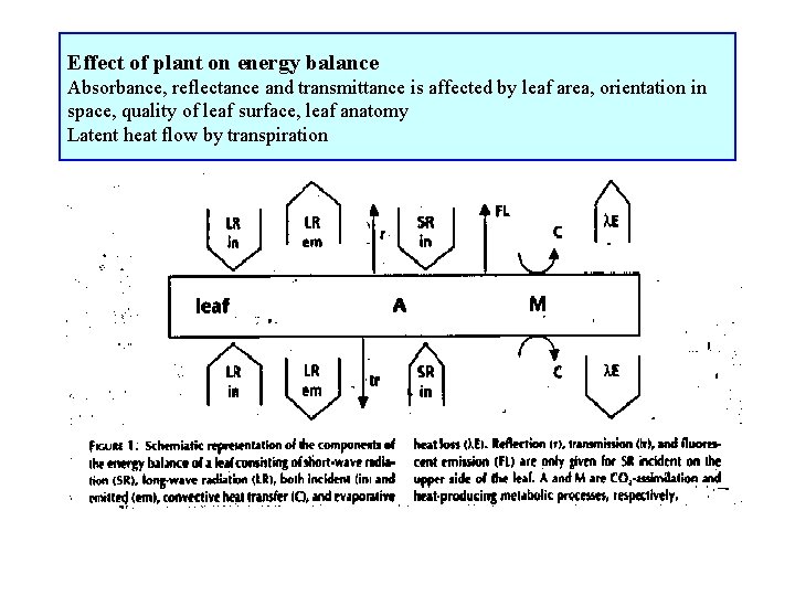 Effect of plant on energy balance Absorbance, reflectance and transmittance is affected by leaf