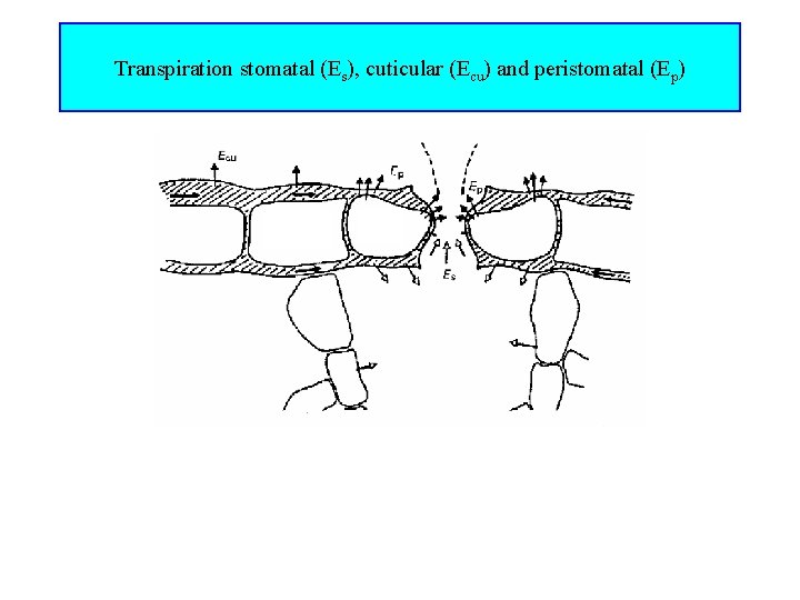 Transpiration stomatal (Es), cuticular (Ecu) and peristomatal (Ep) 