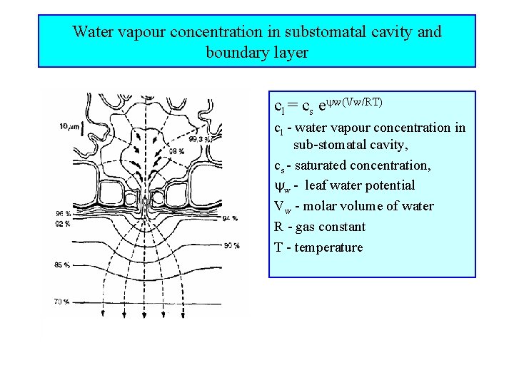 Water vapour concentration in substomatal cavity and boundary layer cl = cs e w(Vw/RT)