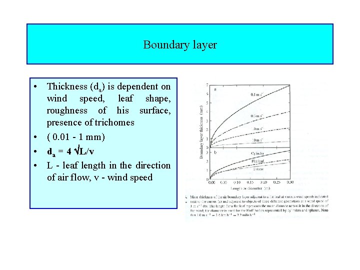 Boundary layer • Thickness (da) is dependent on wind speed, leaf shape, roughness of