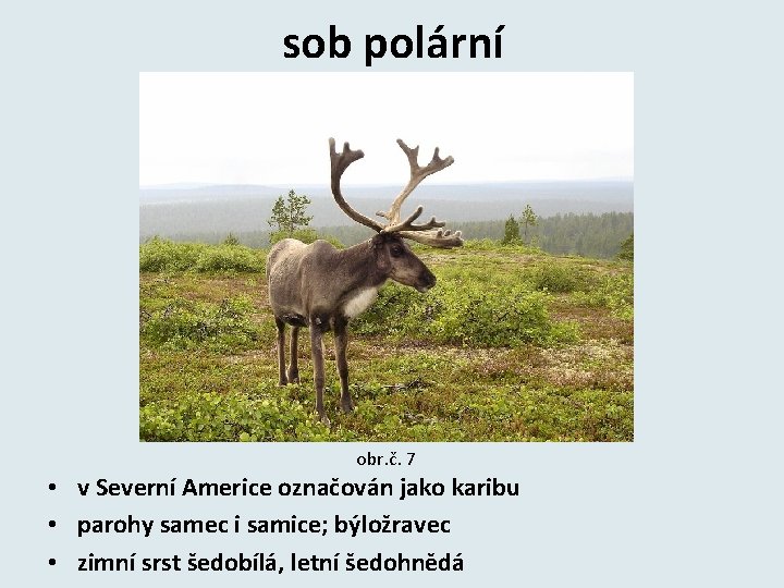 sob polární obr. č. 7 • v Severní Americe označován jako karibu • parohy