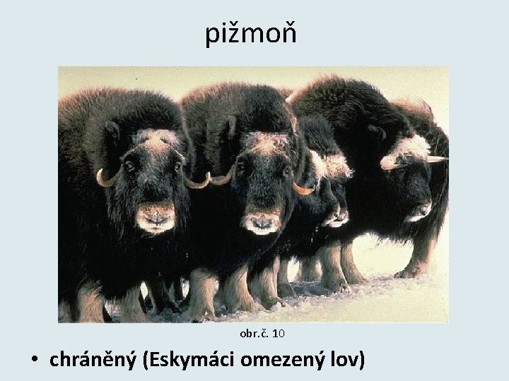 pižmoň obr. č. 10 • chráněný (Eskymáci omezený lov) 