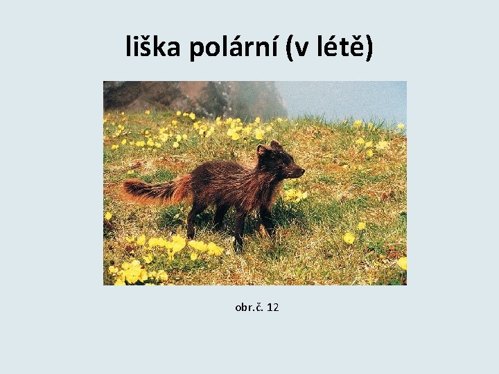 liška polární (v létě) obr. č. 12 