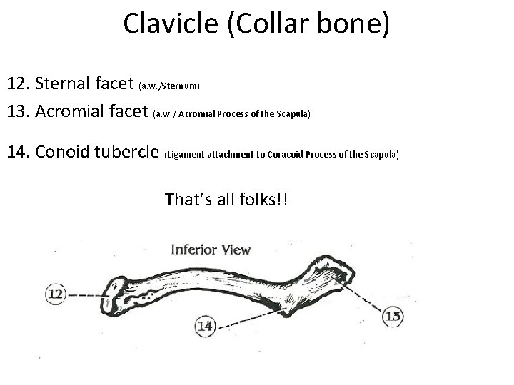Clavicle (Collar bone) 12. Sternal facet (a. w. /Sternum) 13. Acromial facet (a. w.