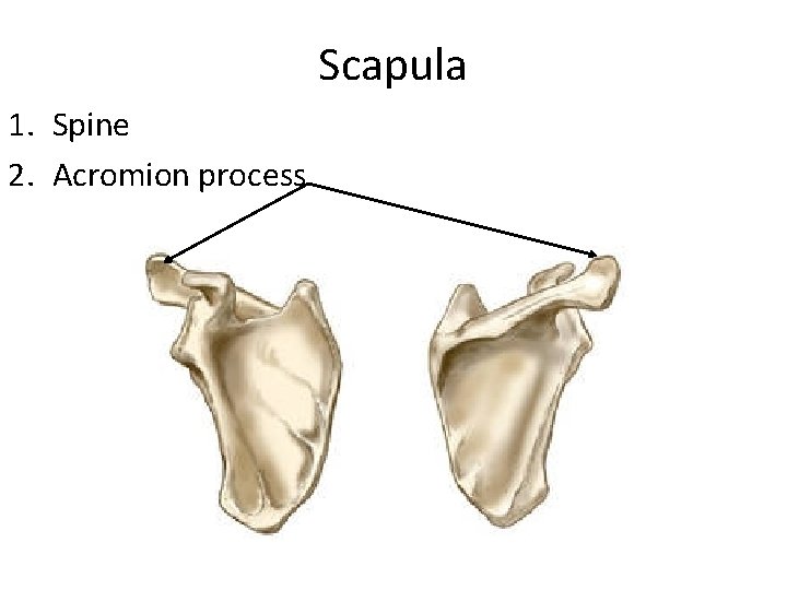 Scapula 1. Spine 2. Acromion process 