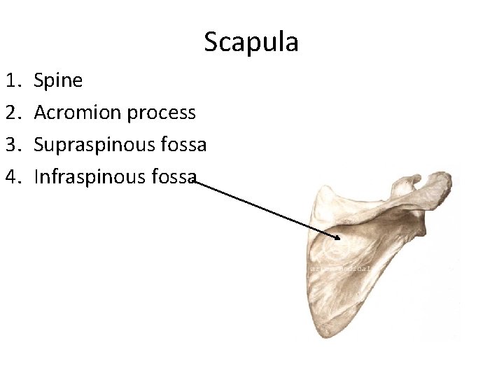 Scapula 1. 2. 3. 4. Spine Acromion process Supraspinous fossa Infraspinous fossa 