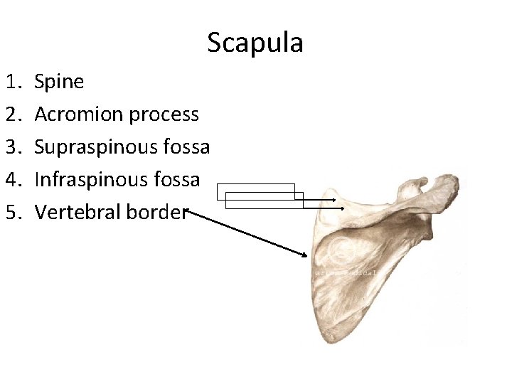 Scapula 1. 2. 3. 4. 5. Spine Acromion process Supraspinous fossa Infraspinous fossa Vertebral