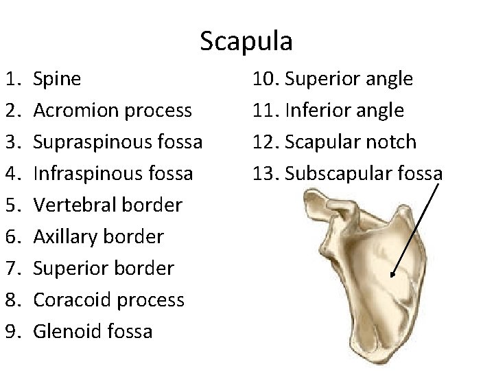 Scapula 1. 2. 3. 4. 5. 6. 7. 8. 9. Spine Acromion process Supraspinous