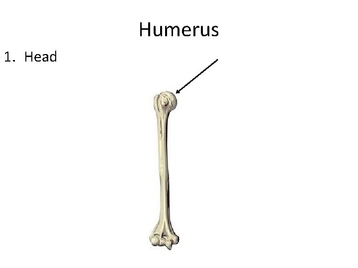 Humerus 1. Head 