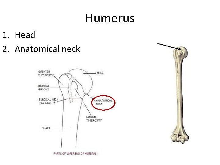 Humerus 1. Head 2. Anatomical neck 